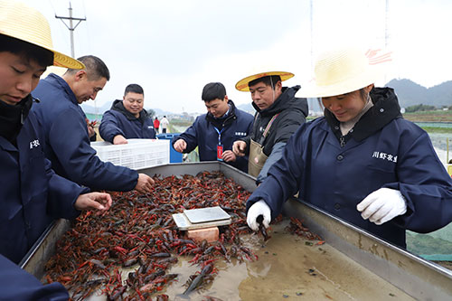 宜賓興文：小龍蝦開捕 年貨新鮮上市_fororder_工人對小龍蝦進行分類-供圖-興文縣委宣傳部