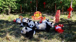 动贺新春！熊猫中心2022级熊猫宝宝首次亮相