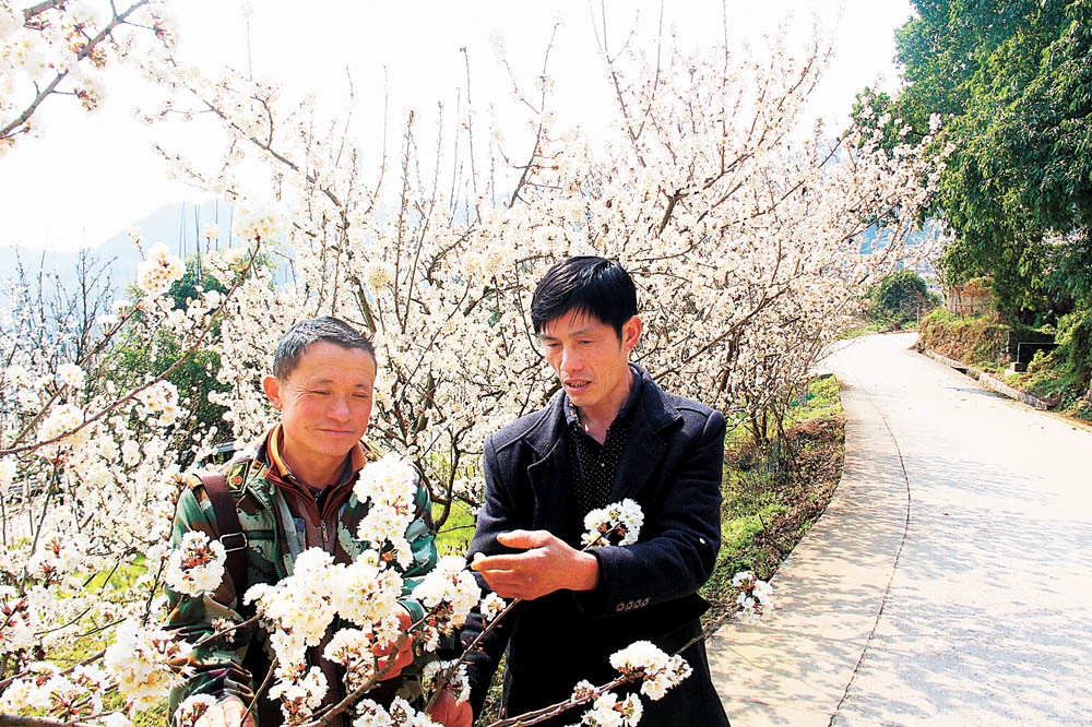 【焦點圖】最美基層幹部｜“櫻桃書記”這些年下了大力氣