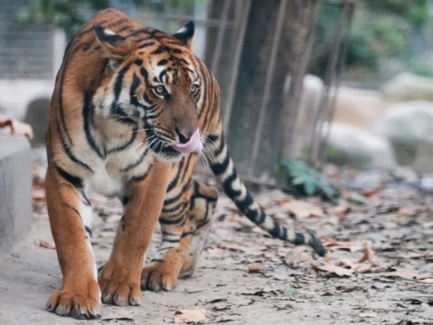 【文化旅游】上海动物园小老虎兄弟与游客见面
