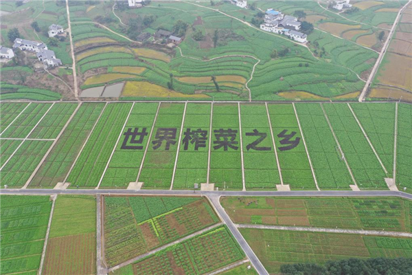 中国重庆·涪陵榨菜产业国际博览会将于2月20日举行_fororder_图片1