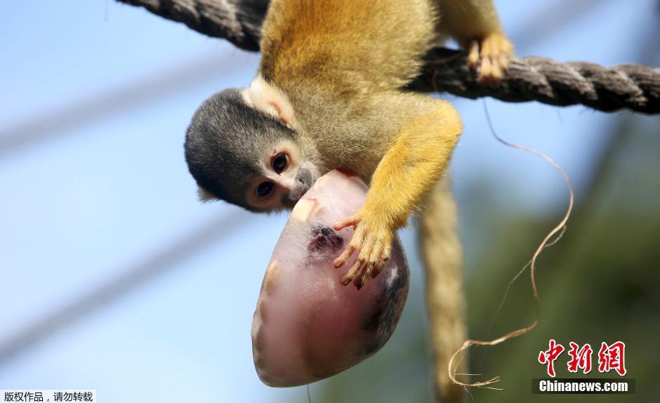 伦敦动物园解暑有方 猴子抱啃冰冻水果餐