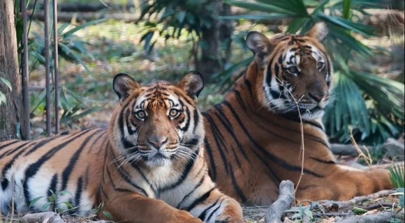【文化旅游】上海动物园小老虎兄弟与游客见面
