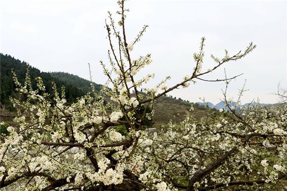 【区县联动】【合川】合川：第十届双凤赏花节将于3月9日开幕【区县联动 列表】合川第十届双凤赏花节3月9日开幕