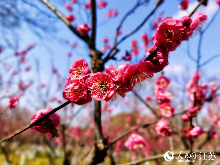 江蘇南通：“梅林春曉”迎客來