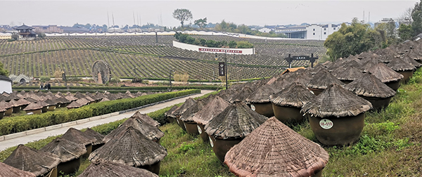 國際在線四川頻道新春走基層首站瀘州： 酒城酒飄香 文旅春風已復蘇_fororder_醬油晾曬基地