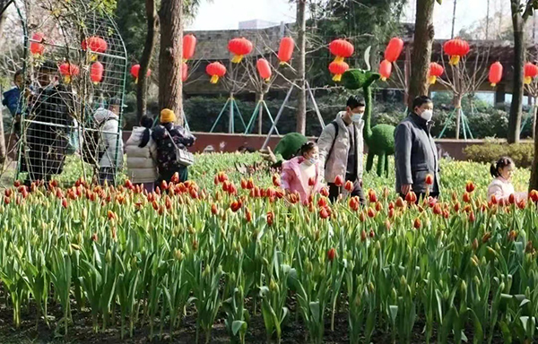 成都成华区：氛围感拉满 成华街头很美_fororder_动物园-供图-成华区融媒体中心