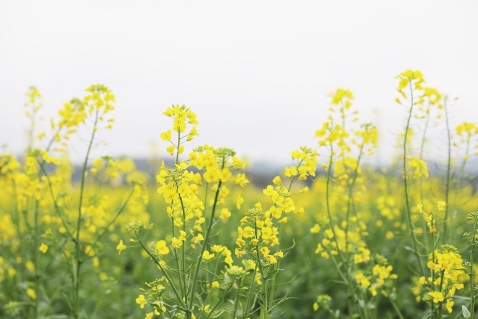 广西容县油菜花开春意浓_fororder_图片34