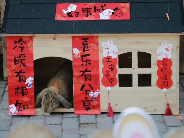 【文化旅游】上海动物园兔年生肖文化系列活动启幕