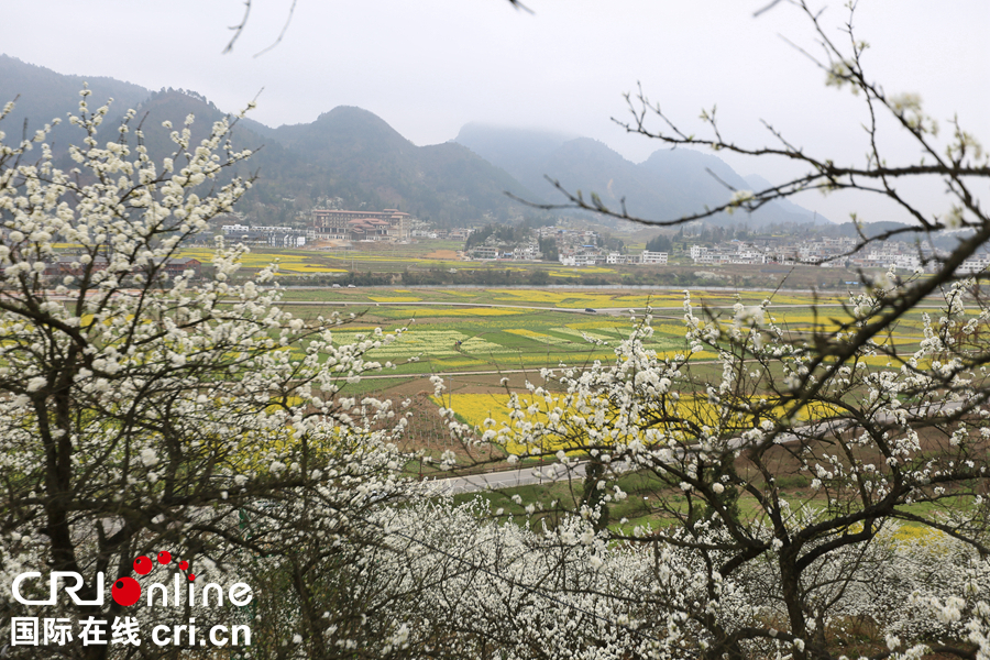 贵州贵定：“金海雪山”春意盎然   游客纷至沓来