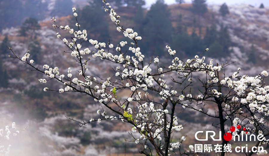 贵州贵定：“金海雪山”春意盎然   游客纷至沓来