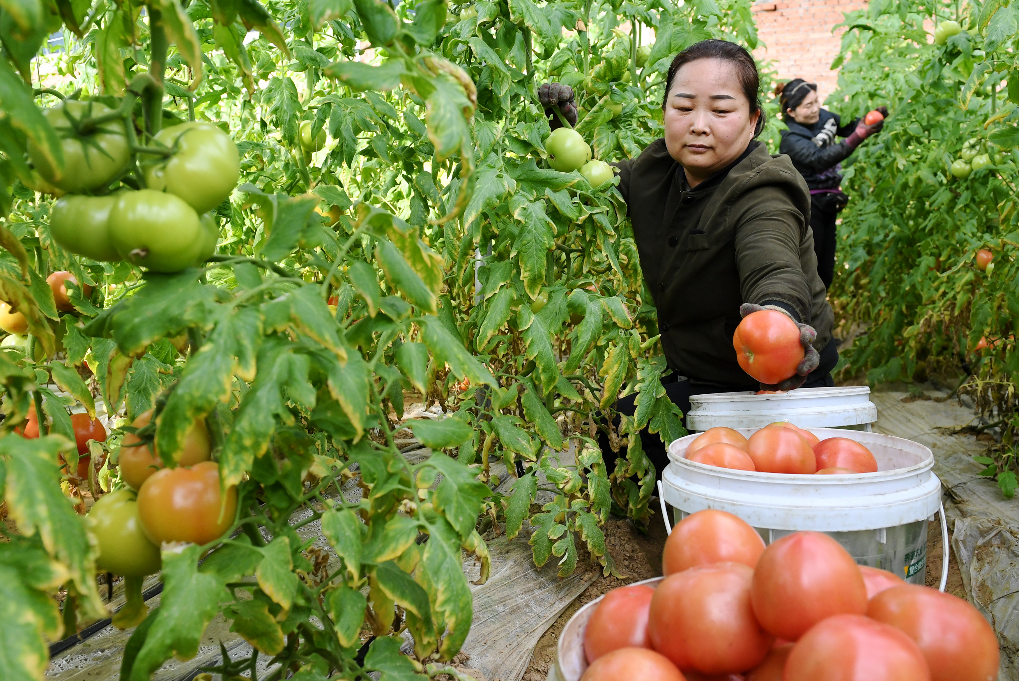 （原创）河北涿鹿：环京津精品果蔬基地鼓起农民“钱袋子”_fororder_微信图片_20230221115911