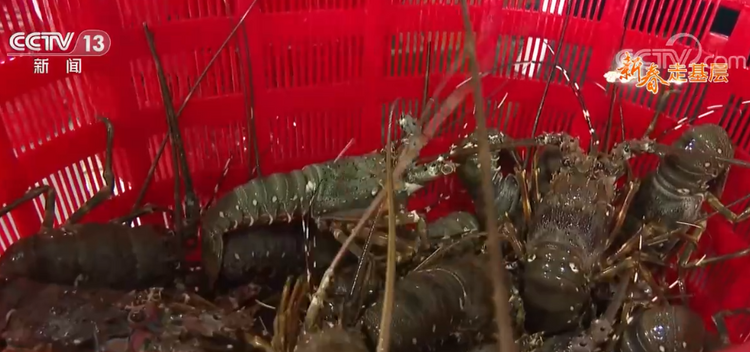 過年|大市場裏趕年味 向著夢想拼幸福