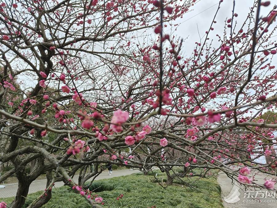 【文化旅遊】賞良辰“梅”景 上海奉賢逾4萬株梅花正“俏”枝頭