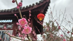 【文化旅遊】賞良辰“梅”景 上海奉賢逾4萬株梅花正“俏”枝頭