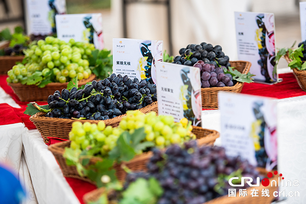 【供稿待審】內蒙古丨2019烏海沙漠葡萄酒文化旅遊節成功開幕（生態進行時）