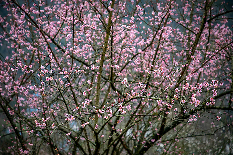 四川马边：万亩青梅花开 美轮美奂惹人爱_fororder_微信图片_20230222133129