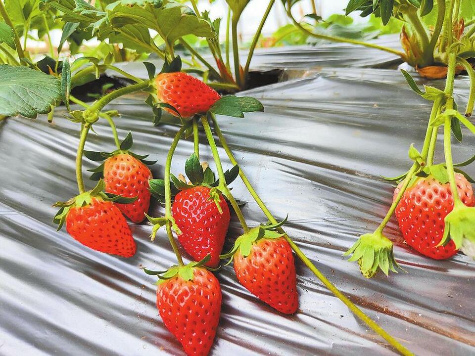 红河个旧：草莓正值旺季 采摘冬日“莓”好_fororder_373
