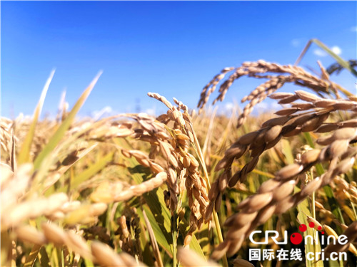 （已修改）【黑龙江】【原创】创新引领绿色未来 黑龙江省释放绿色发展能量
