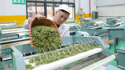 廣西三江：春茶搶“鮮”趕制 全力供應市場