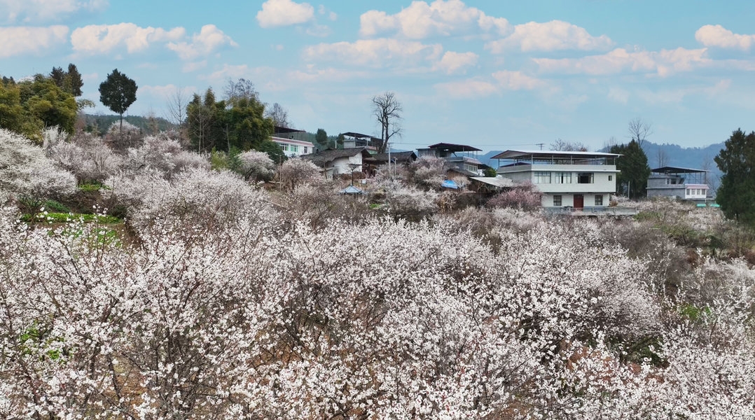 （轉載）梅花綻放 鄉野春景醉遊人