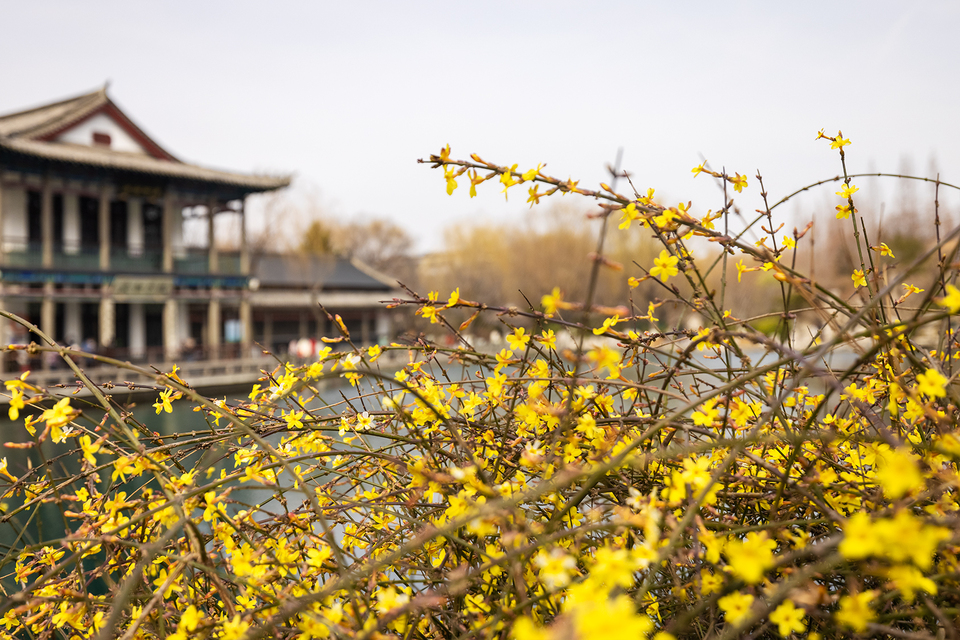 山东好景丨济南五龙潭春景妙不可言