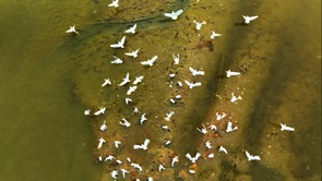 山東青島：春潮涌動鳥翩躚
