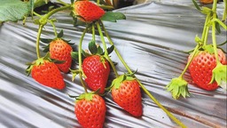红河个旧：草莓正值旺季 采摘冬日“莓”好