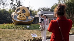 （转载）春节长假结束 成都大熊猫基地人气依旧爆棚