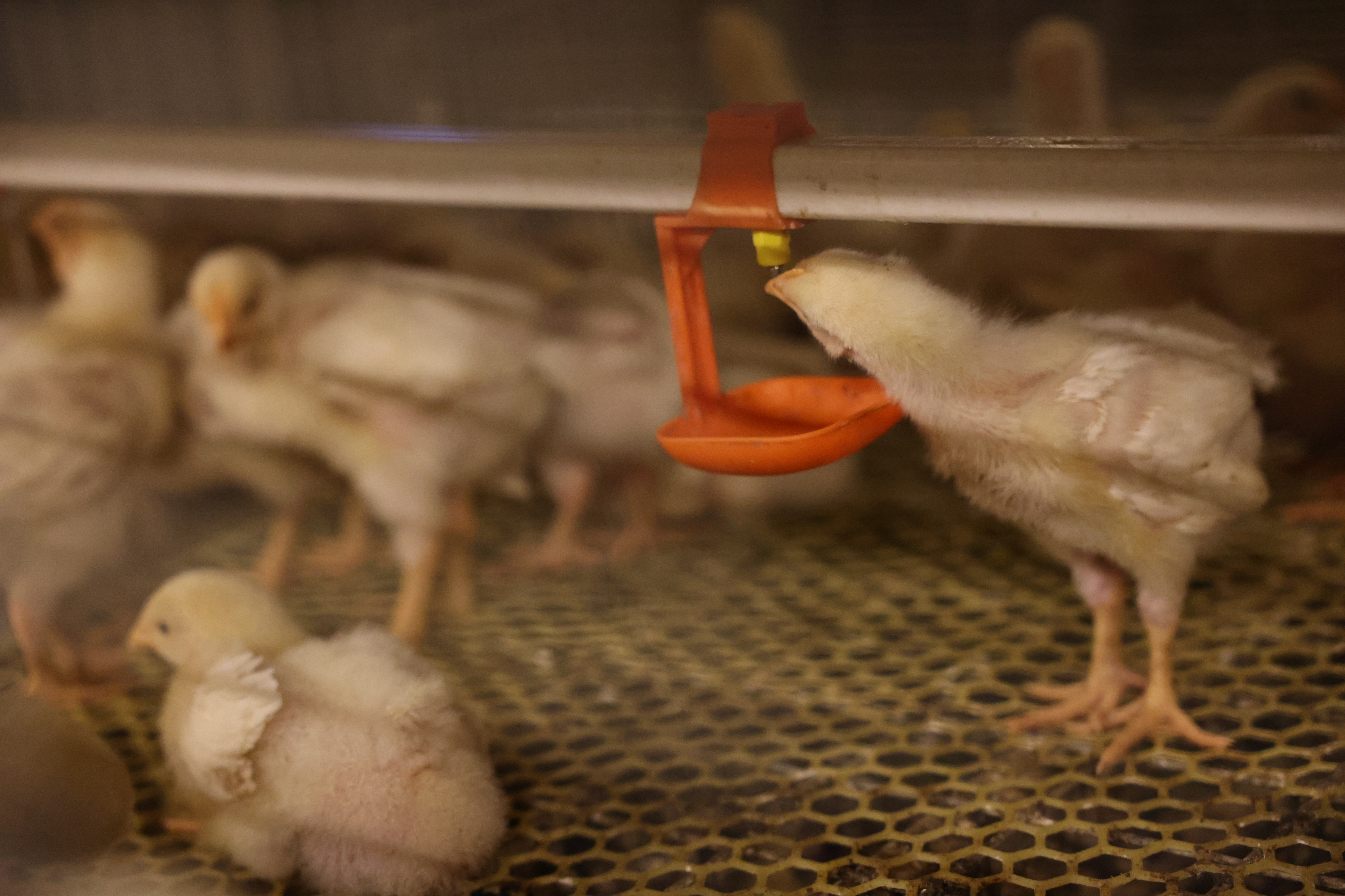 河北臨漳：“智慧養殖”助力鄉村振興_fororder_雞4