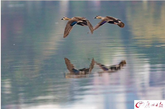 春日到 海珠湖鹭鸟飞生态美