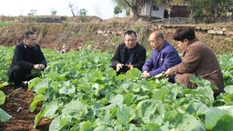 贵州思南：农技人员助力冬季油菜管护