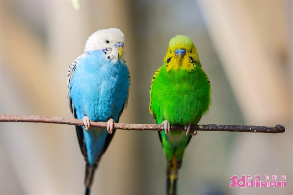 山东青岛：靓丽鹦鹉扮美新春