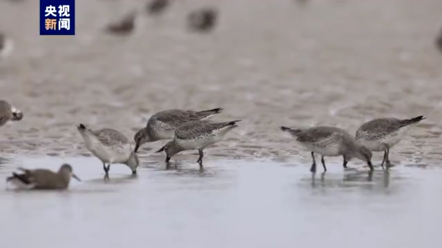 萬鳥翔集！廣西山心沙島再次觀測到國家一級保護野生動物勺嘴鷸