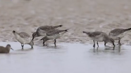 万鸟翔集！广西山心沙岛再次观测到国家一级保护野生动物勺嘴鹬