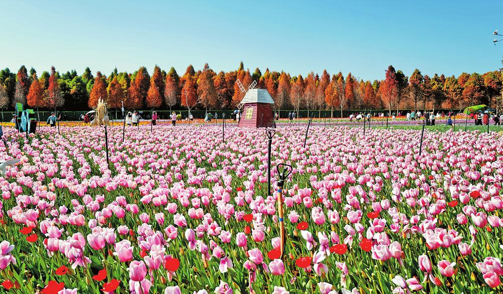 昆明捞渔河湿地公园郁金香全面盛开_fororder_8c2