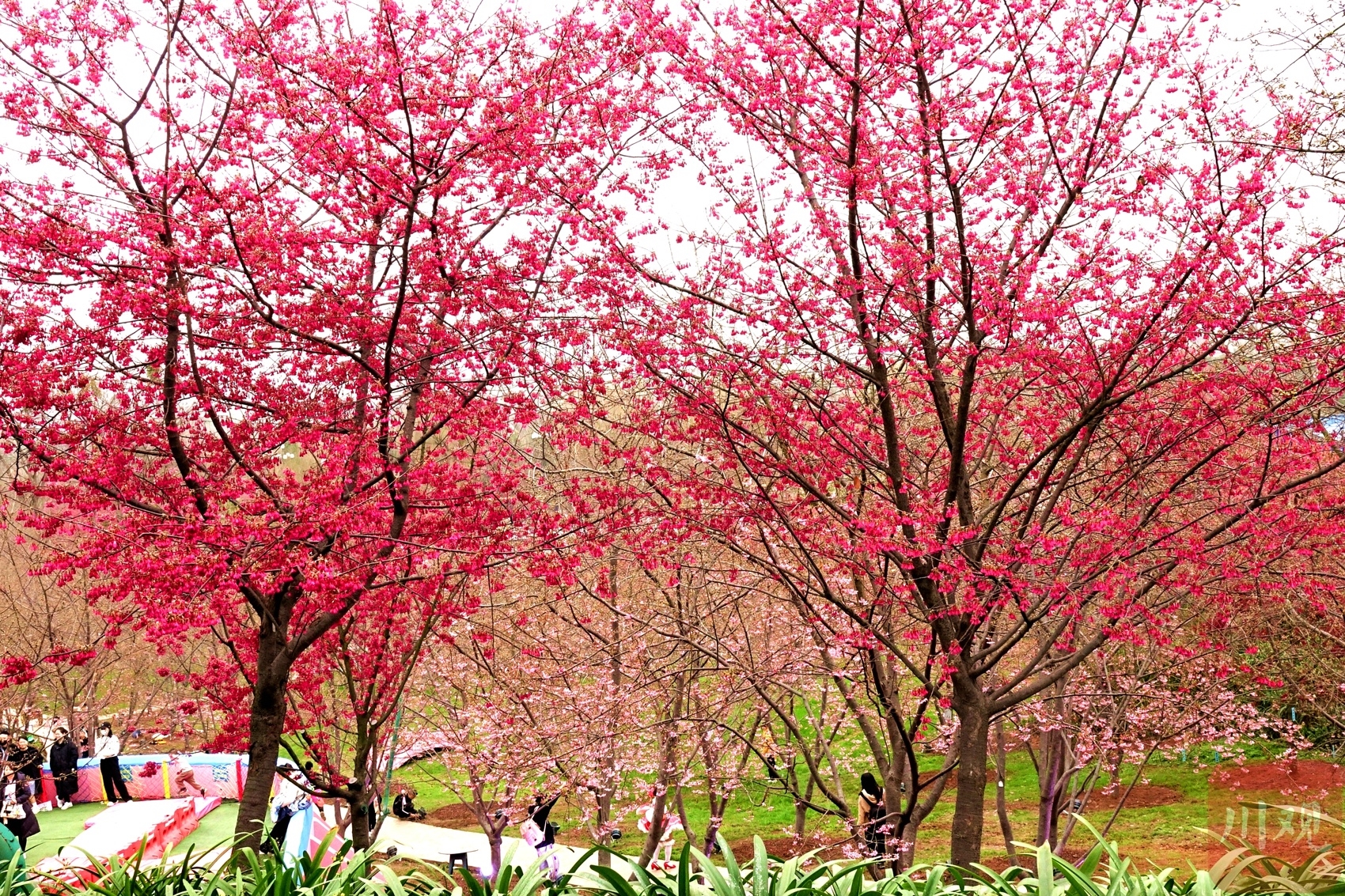 （转载）如绯霞明艳 成都最早的樱花开了！