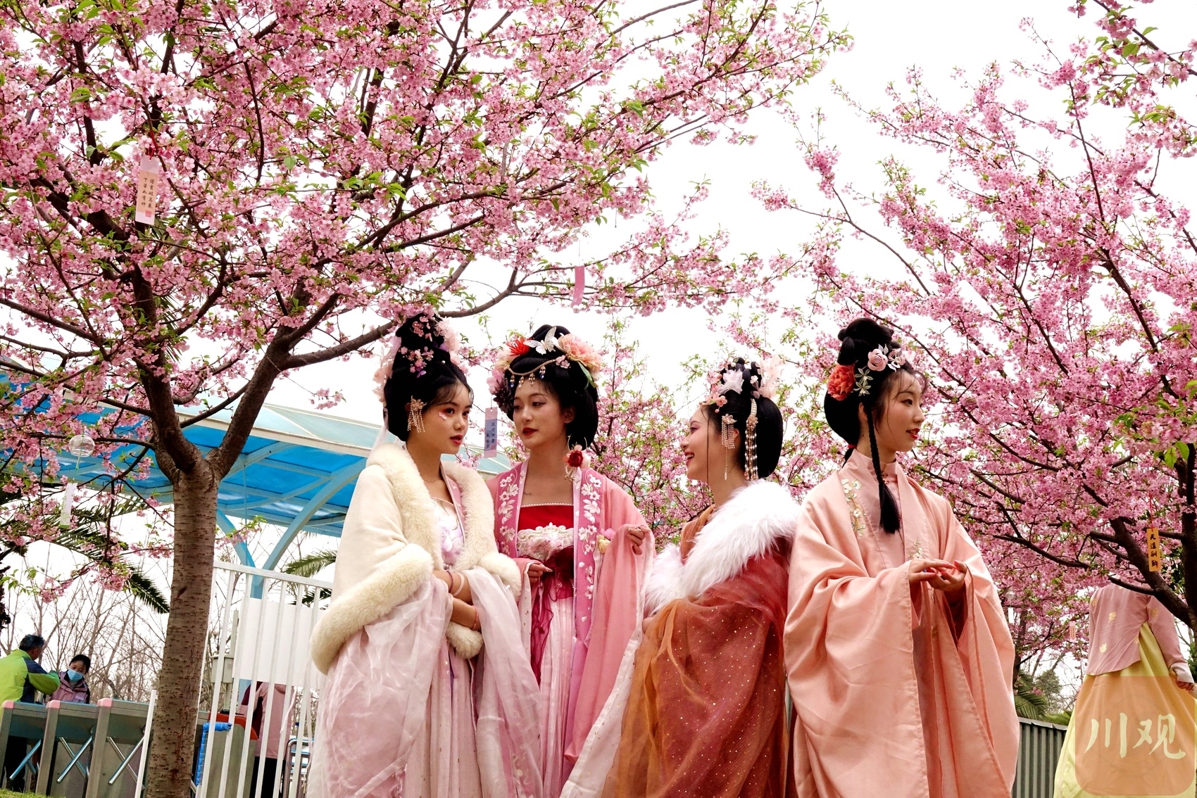 （转载）如绯霞明艳 成都最早的樱花开了！