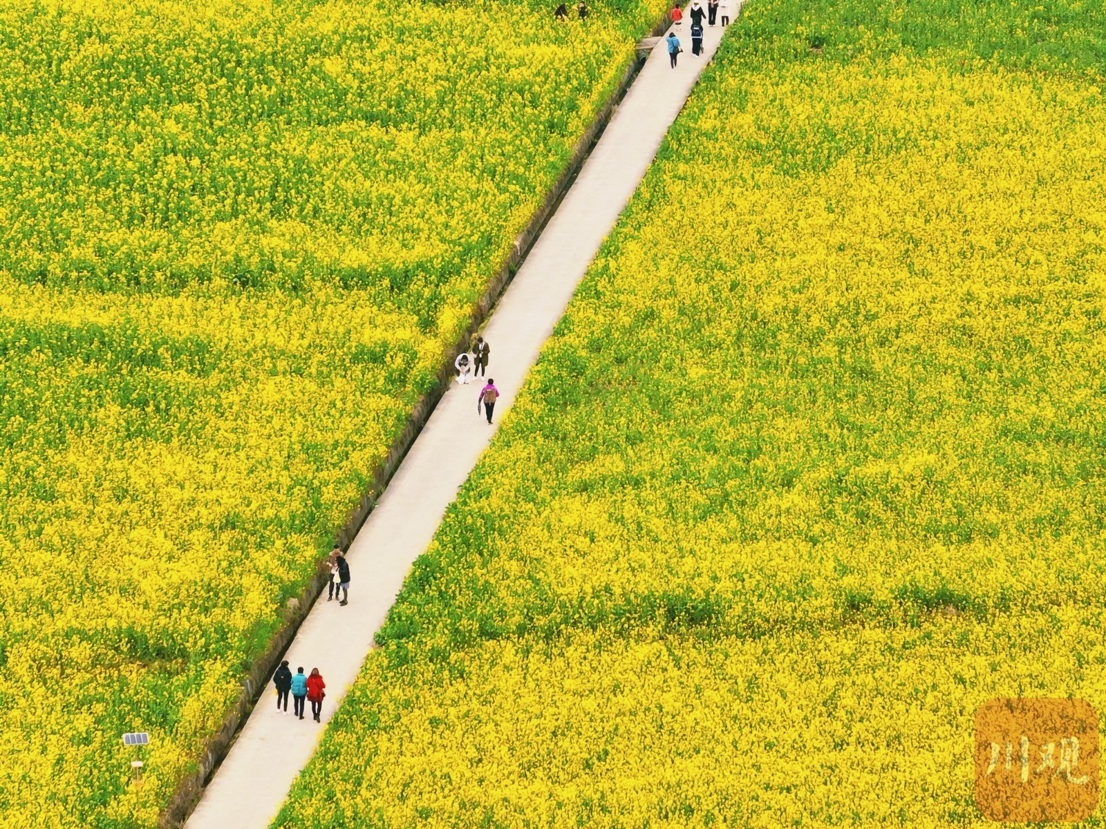 （轉載）多地油菜花開了！邛崍、崇州……遍地金黃