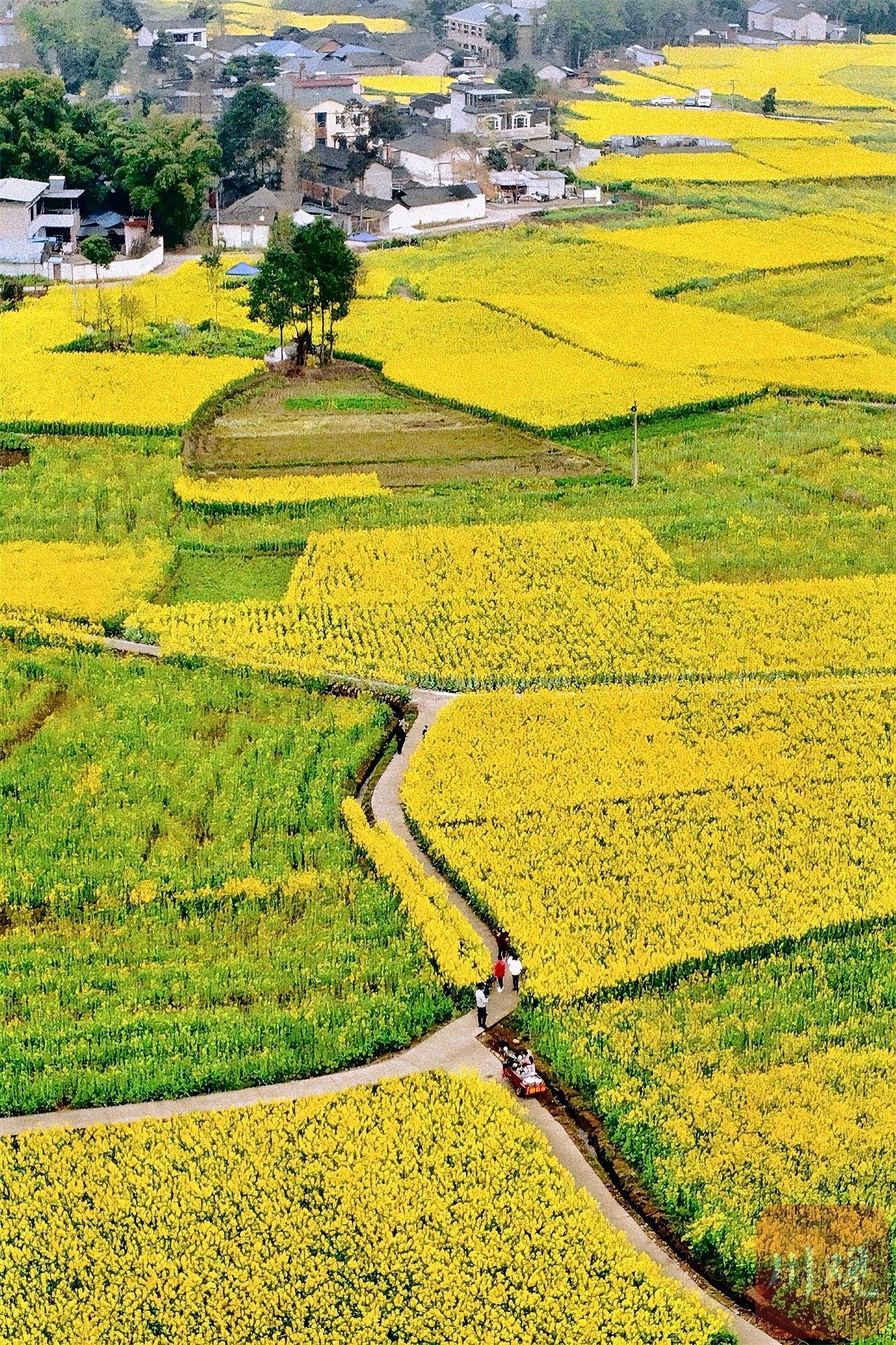 （轉載）多地油菜花開了！邛崍、崇州……遍地金黃