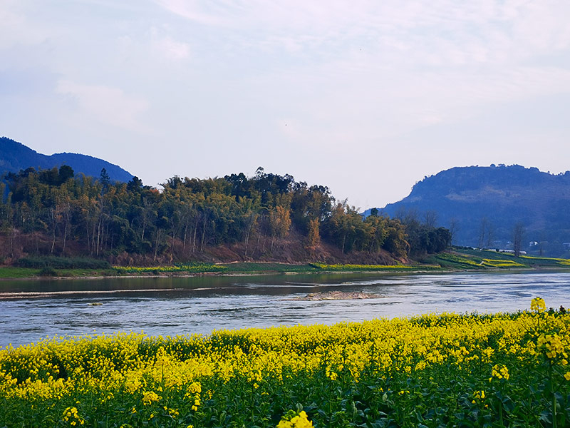 自贡富顺：油菜花竞相绽放 春日赏花正当时_fororder_3油菜花竞相绽放