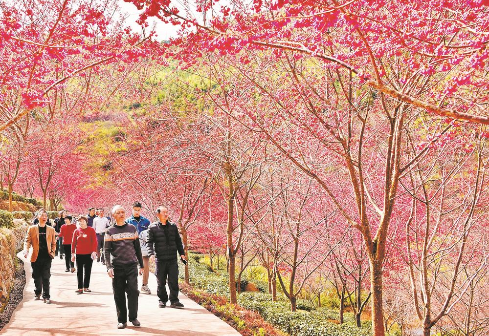 福建南靖土樓：櫻花開放迎客來_fororder_0cc9193f-60a4-4689-9a38-bdf0a258087d