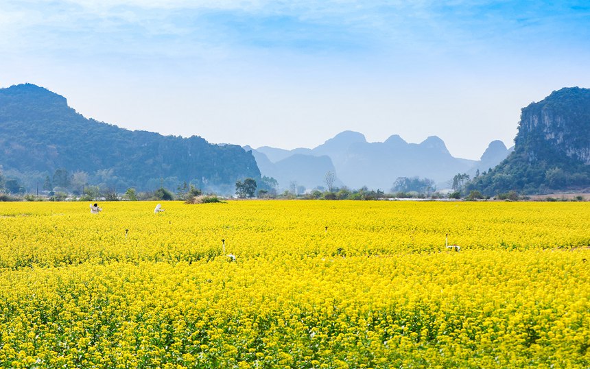 广西南宁：菜心花竞相绽放 金色花海惹人醉