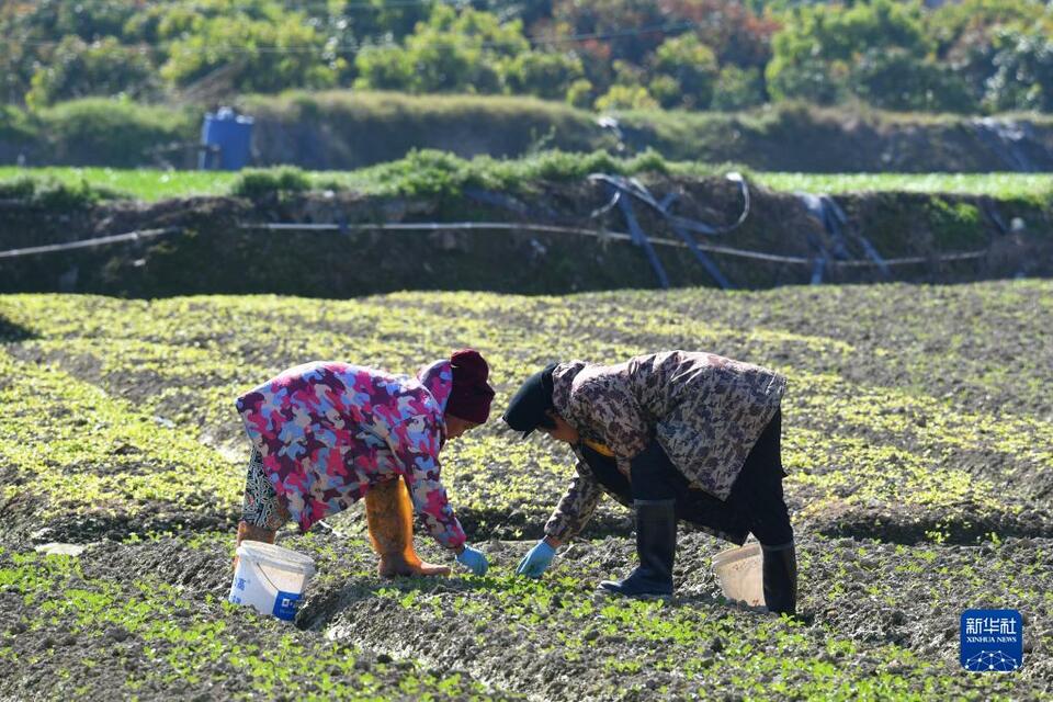 福州蔬菜産區春種春收忙