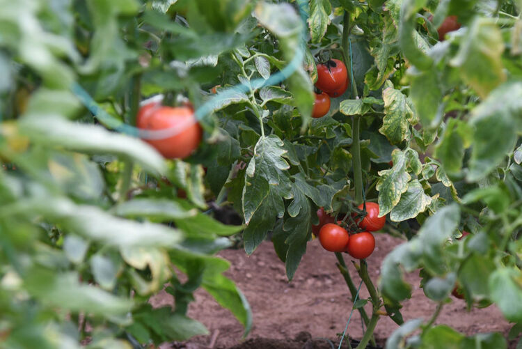 新春走基層|山東聊城：番茄品種研發開闢新賽道 找回“老味道”