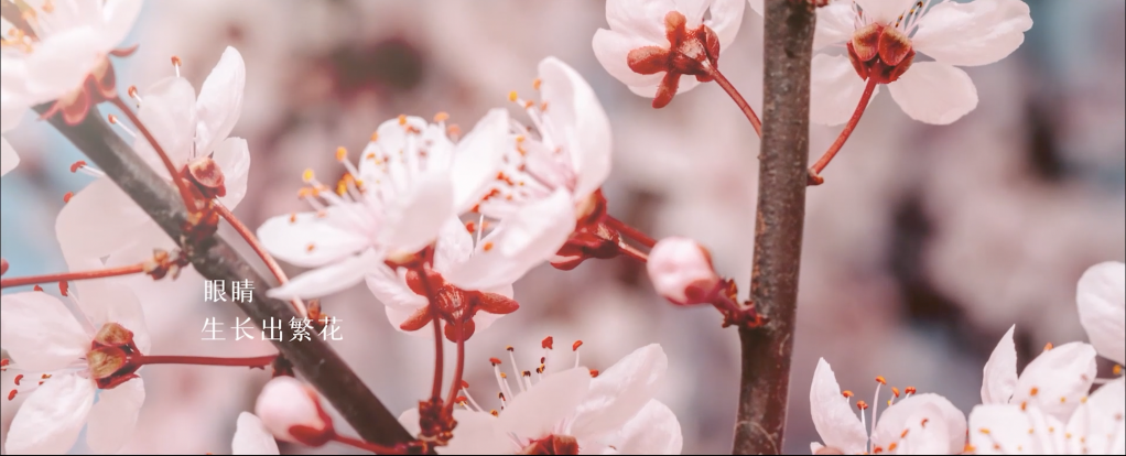 杭州西溪湿地：和谐共享的“城市绿芯”