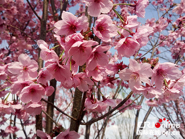 赏樱花品东坡味道 第二届眉山樱花节将于3月16日开幕