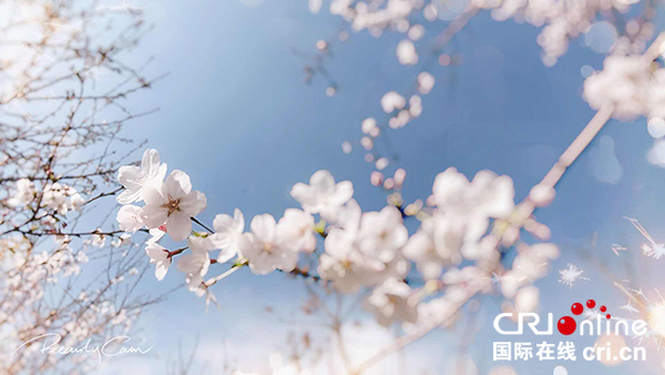 賞櫻花品東坡味道 第二屆眉山櫻花節將於3月16日開幕