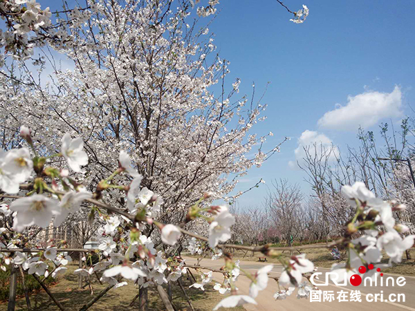 赏樱花品东坡味道 第二届眉山樱花节将于3月16日开幕