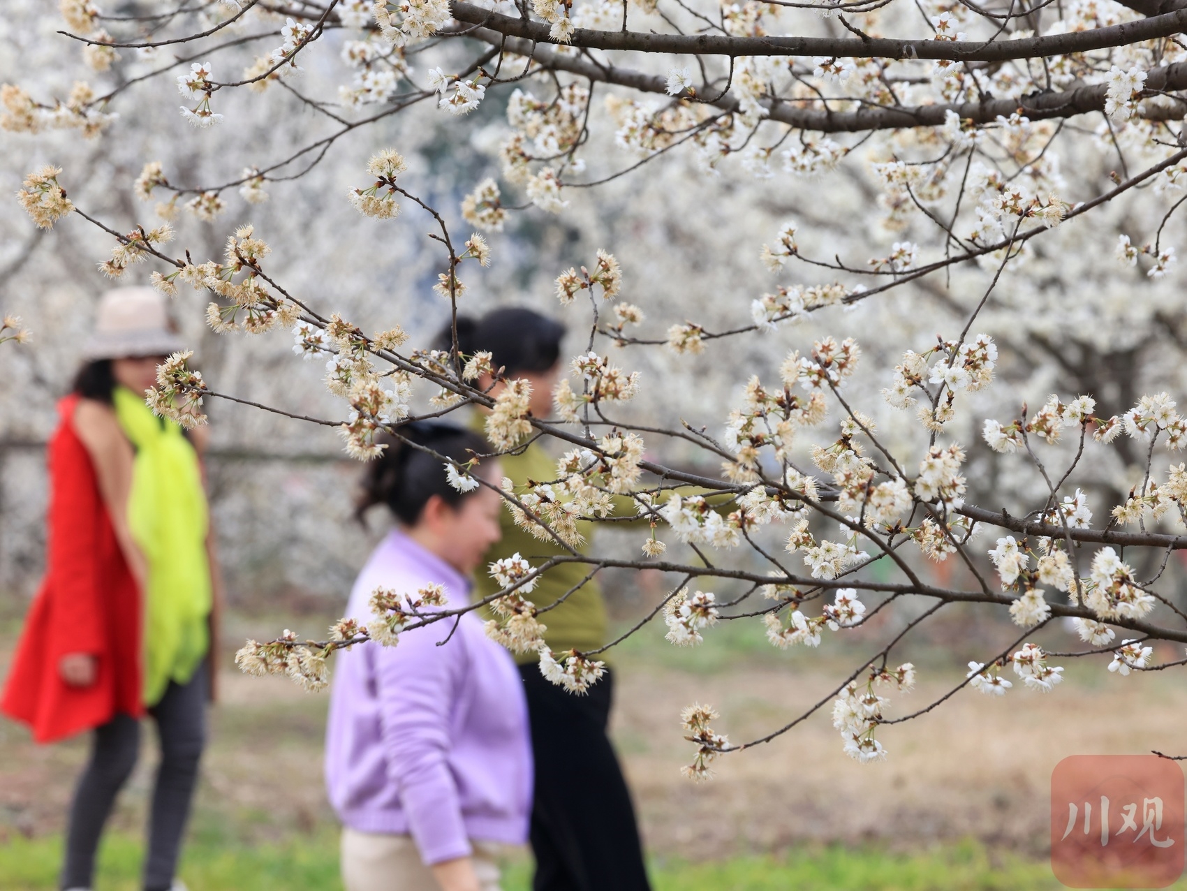 （转载）崇州道明：樱桃花开，繁盛如雪